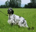 Setter Anglais RAPACE DEL SOLE Setter Anglais RAPACE DEL SOLE